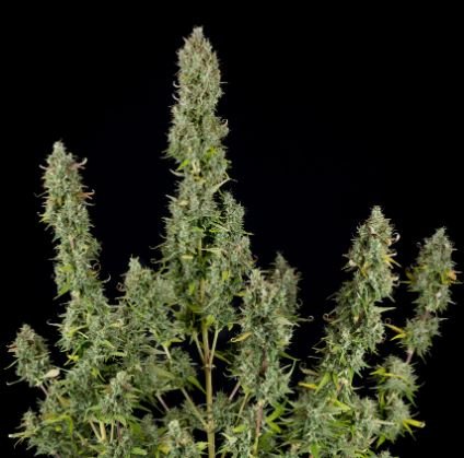 Gelato #44: Ein Genuss für Cannabisliebhaber