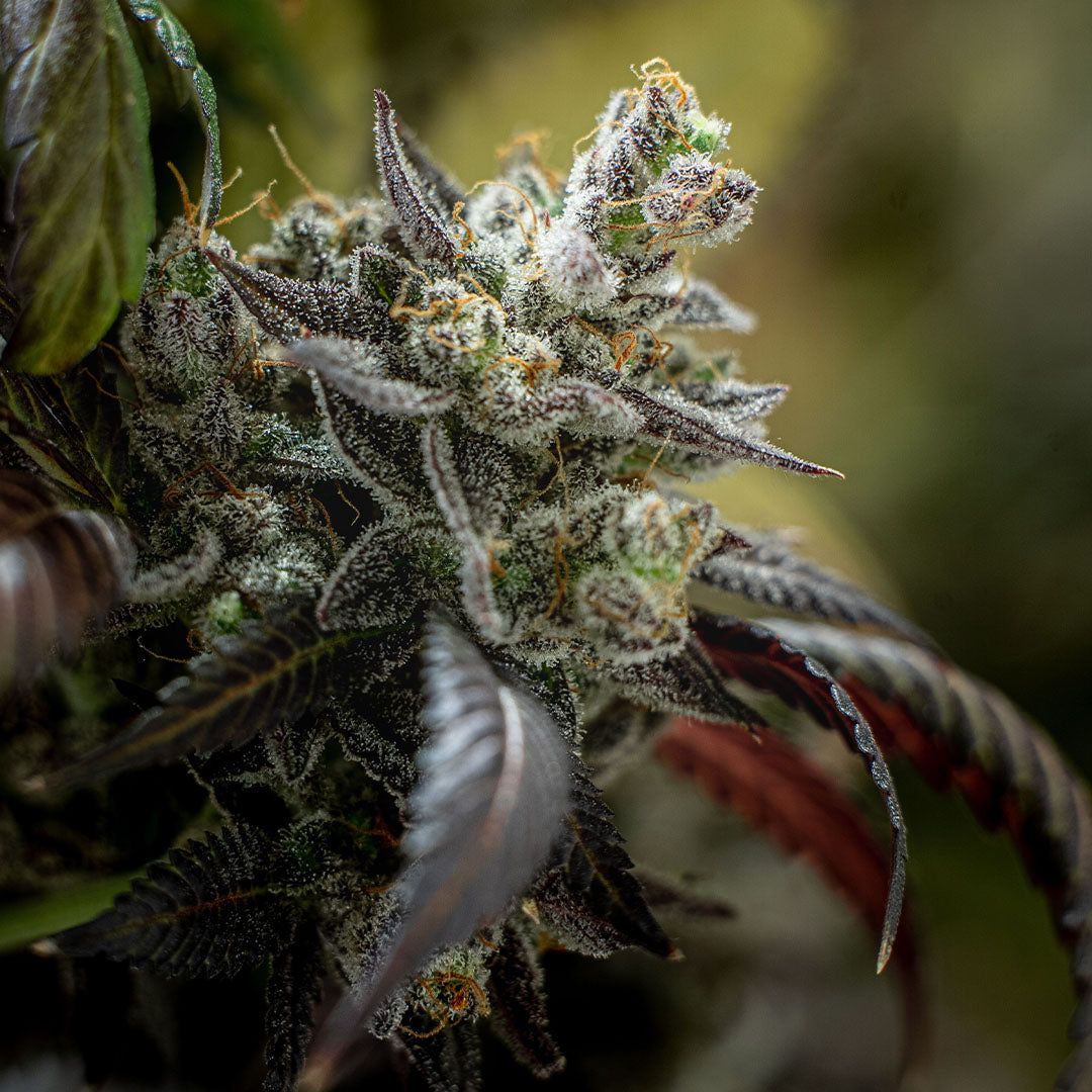 Northern Lights 🇺🇸-Cali-Strain | 26% - 31% THC | BLACK GENETICS