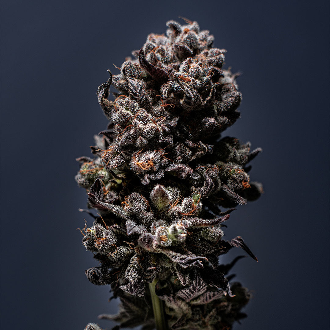 French Cookies 🇺🇸-Cali-Strain | 24%-26% THC | ULTRA GENETICS