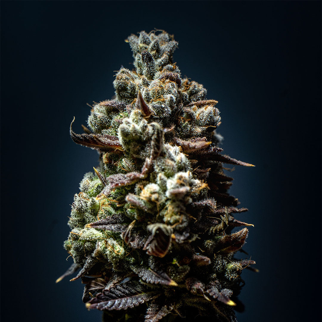 French Macaron 🇺🇸-Cali-Strain | 26% - 31% THC | BLACK GENETICS
