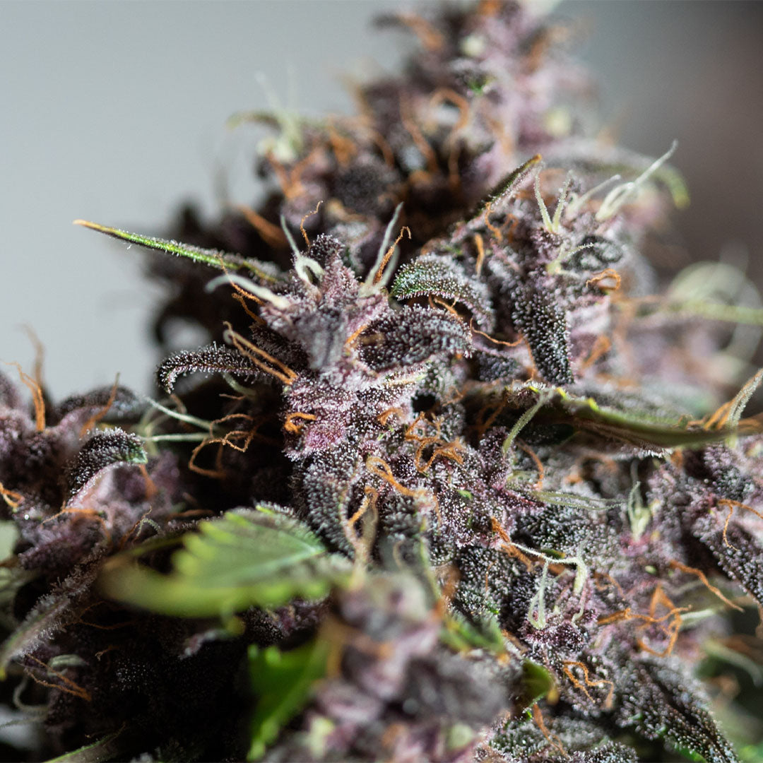 Purple Punch 🇺🇸-Cali-Strain | 26% - 31% THC | URBAN GENETICS
