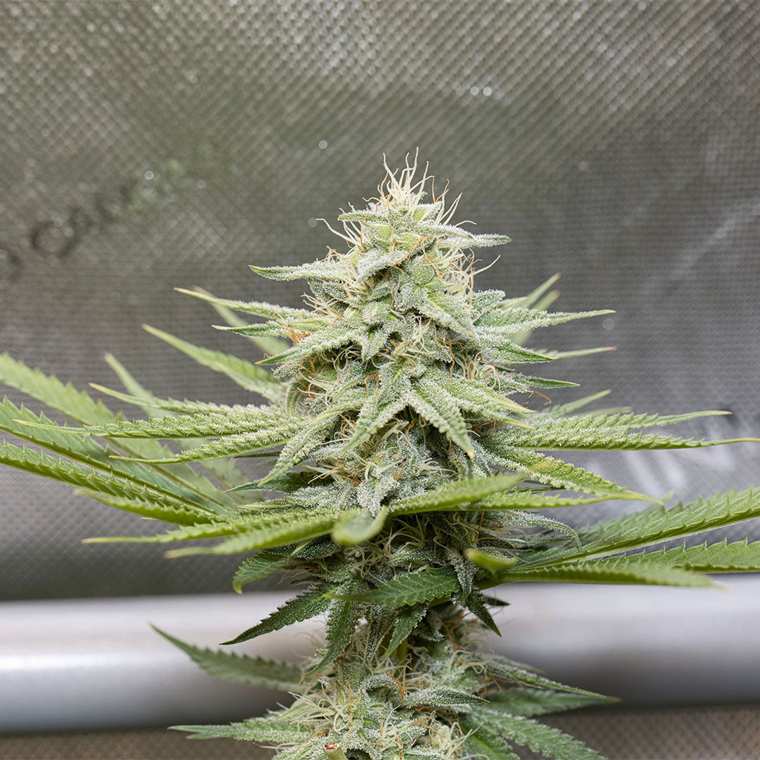 Bubblegum 🇺🇸-Cali-Strain | 26% - 31% THC | ULTRA GENETICS