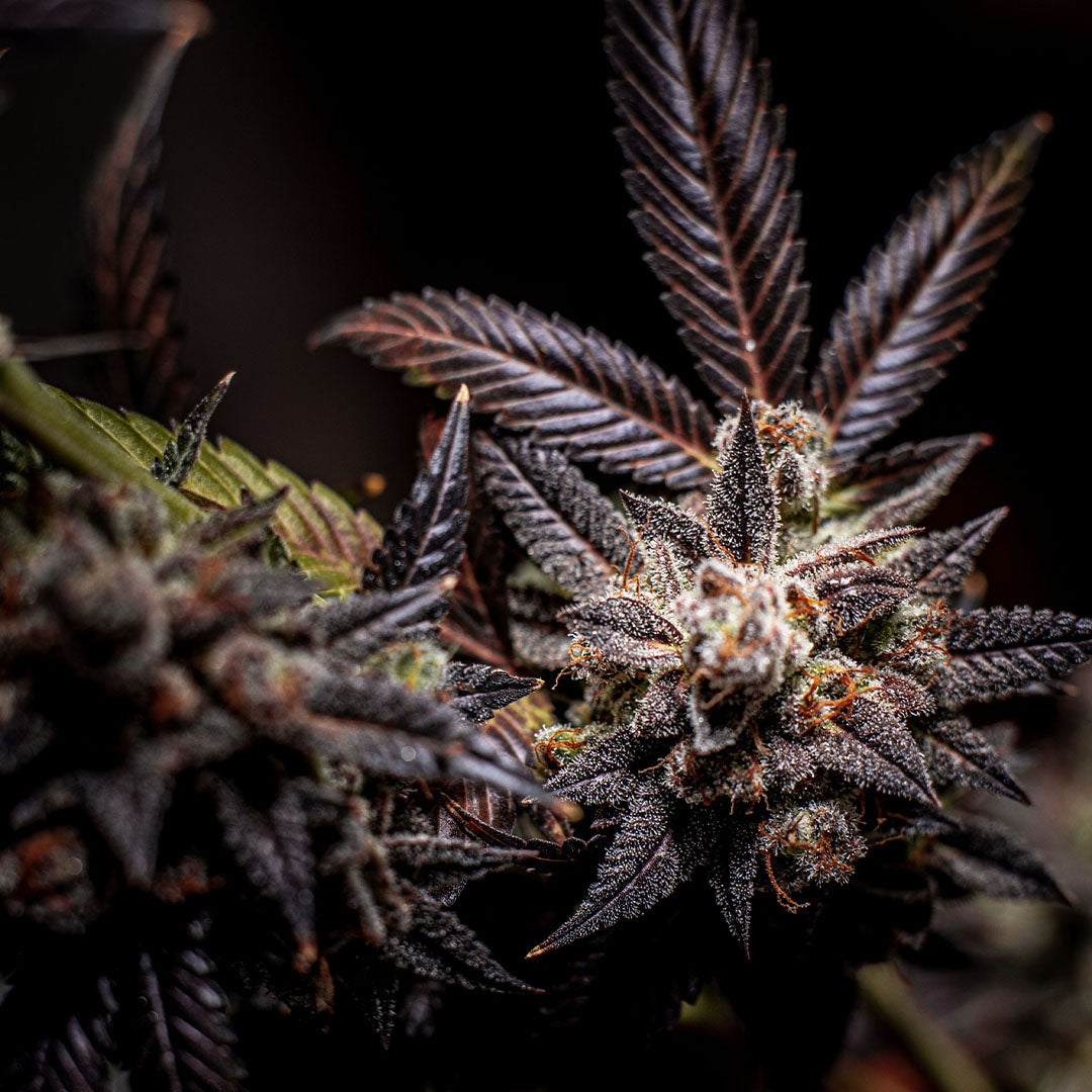 Blueberry 🇺🇸-Cali-Strain | 26% - 31% THC | BLACK GENETICS