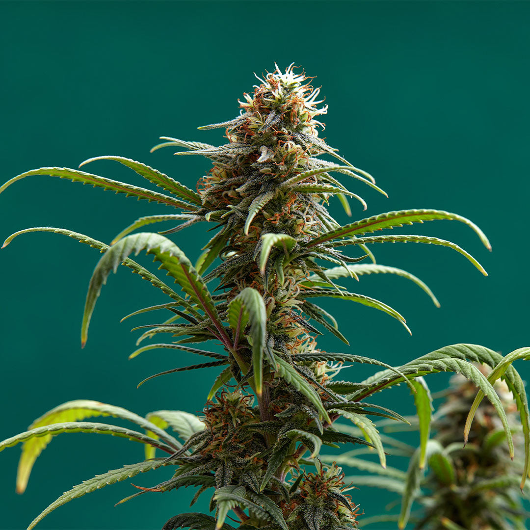 Critical 🇺🇸-Cali-Strain | 26% - 31% THC | URBAN GENETICS