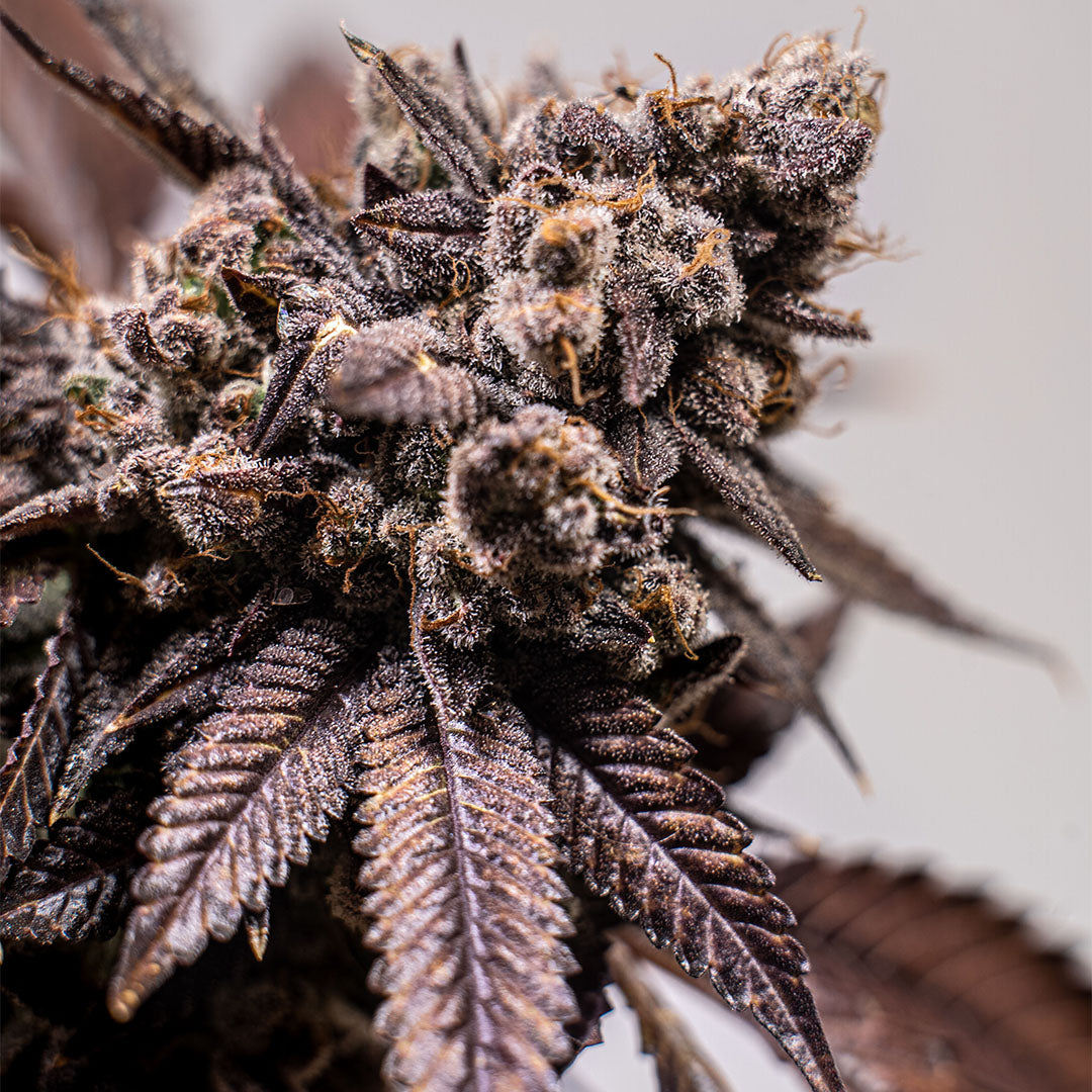 Runtz 🇺🇸-Cali-Strain | 26% - 31% THC | ULTRA GENETICS