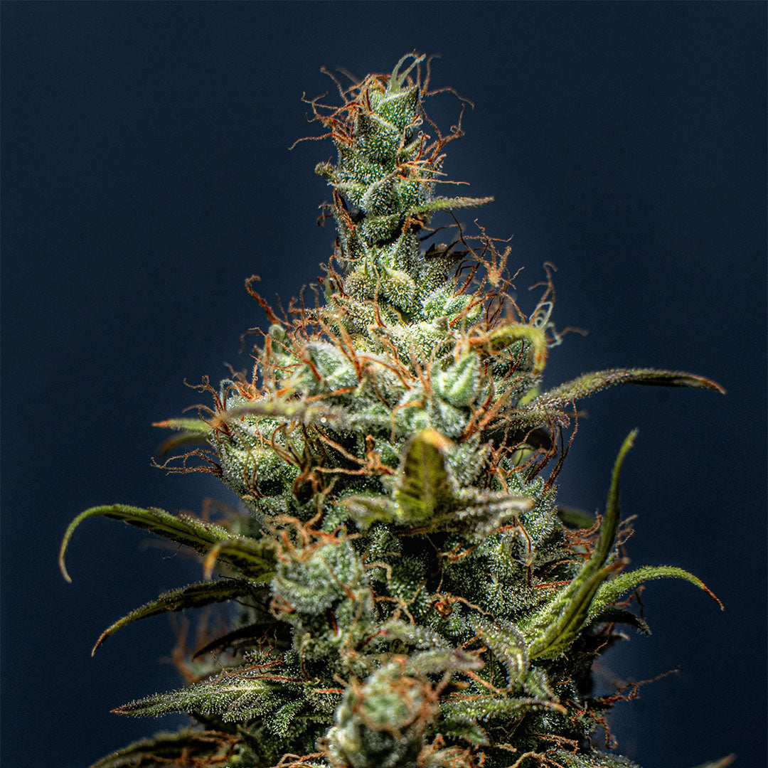 Skittlez 🇺🇸-Cali-Strain | 26% - 31% THC | BLACK GENETICS