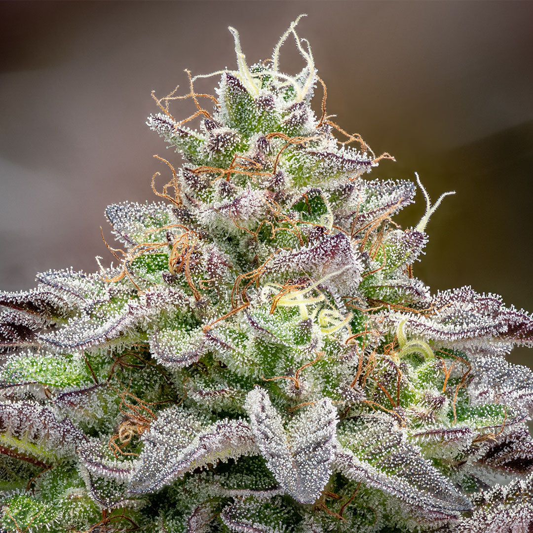 MK Ultra 🇺🇸-Cali-Strain | 26% - 31% THC | ULTRA GENETICS