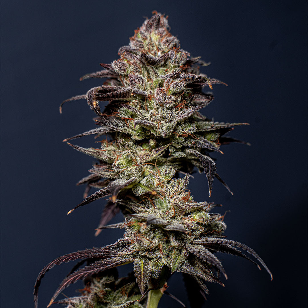 Gelato Cake 🇺🇸-Cali-Strain | 26% - 31% THC | ULTRA GENETICS