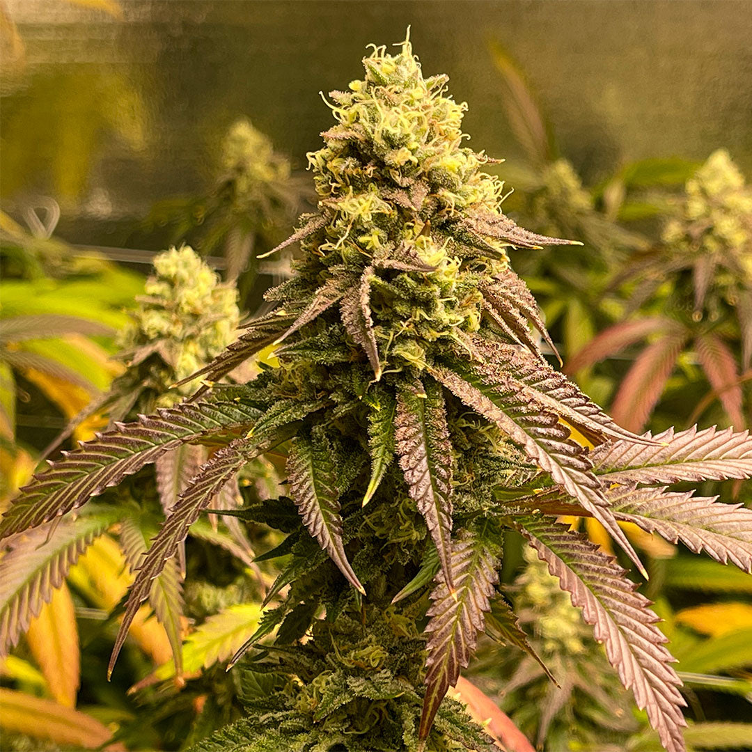 Chocolop 🇺🇸-Cali-Strain | 26% - 31% THC | BLACK GENETICS