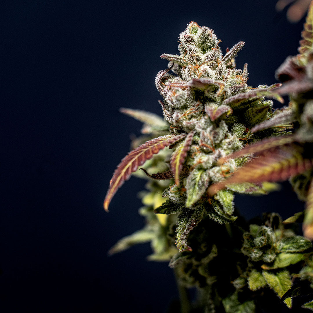 True OG 🇺🇸-Cali-Strain | 26% - 31% THC | BLACK GENETICS