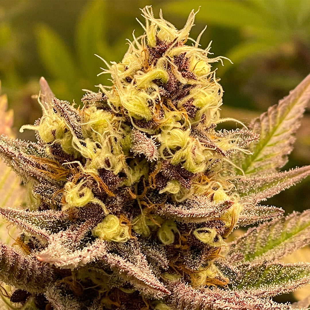CaliFunk 🇺🇸-Cali-Strain | 26% - 31% THC | ULTRA GENETICS