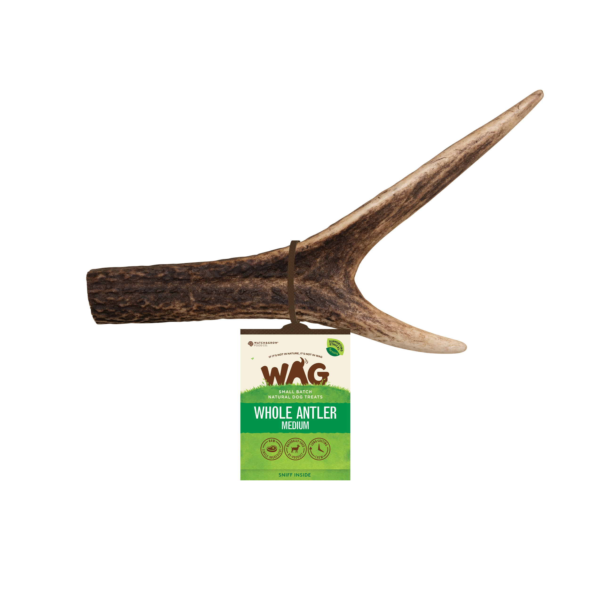 Whole Deer Antler