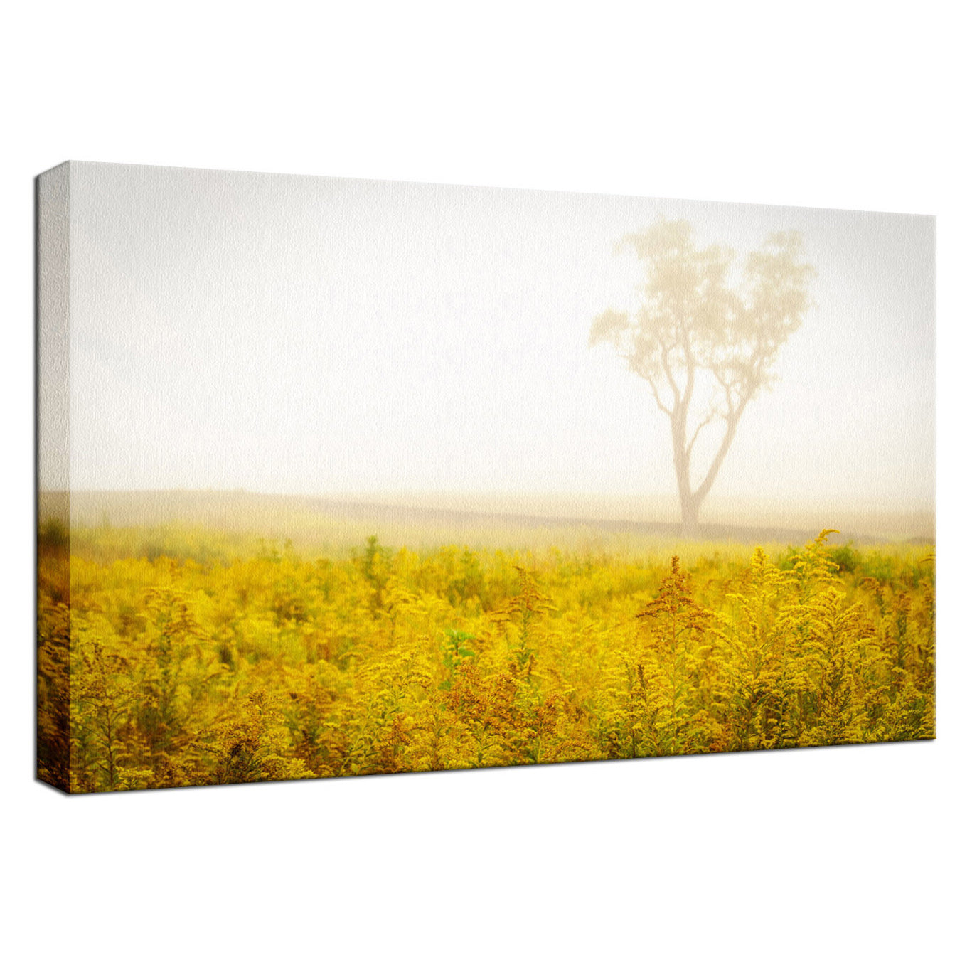 Dreams of Goldenrod and Fog Landscape Photo Fine Art Canvas Wall Art Prints