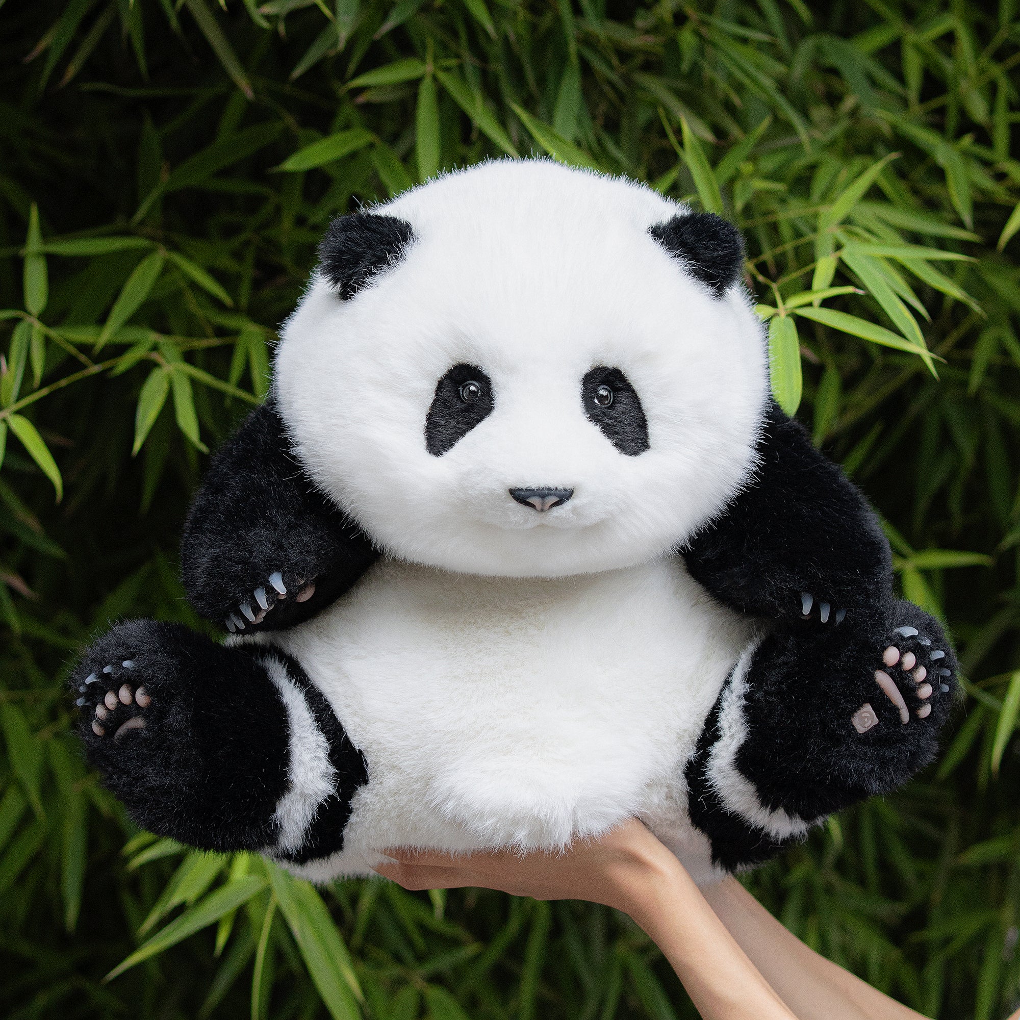 Panda Hehua 5months Old Sitting Plush