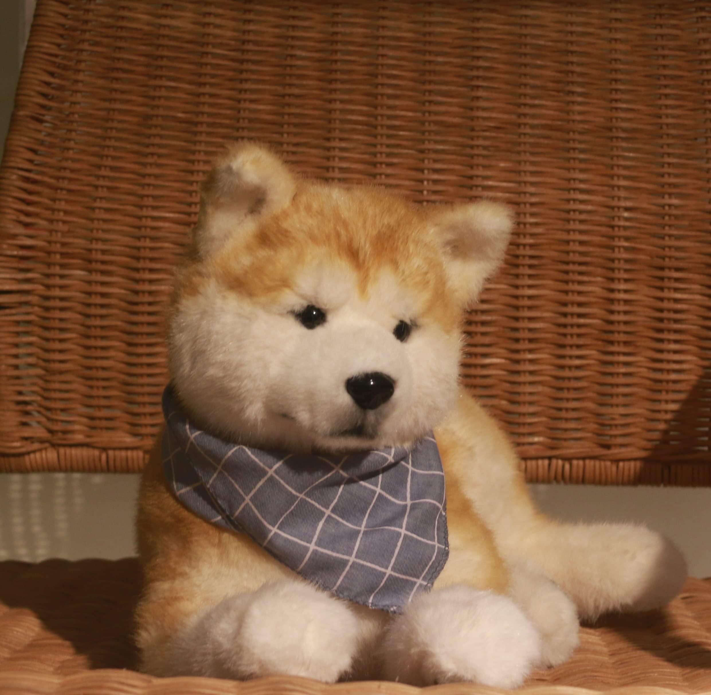 Akita Dog