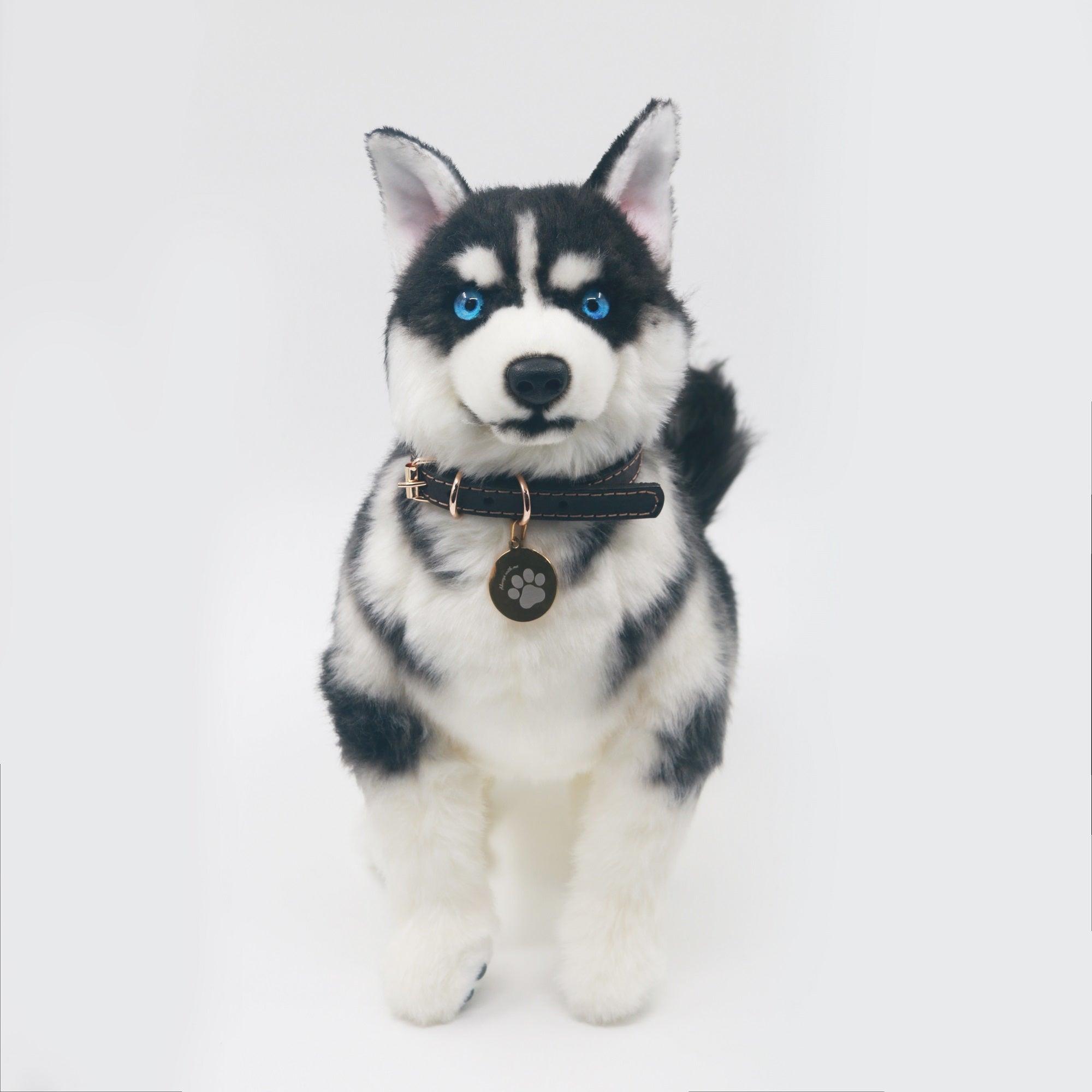 Siberian Husky