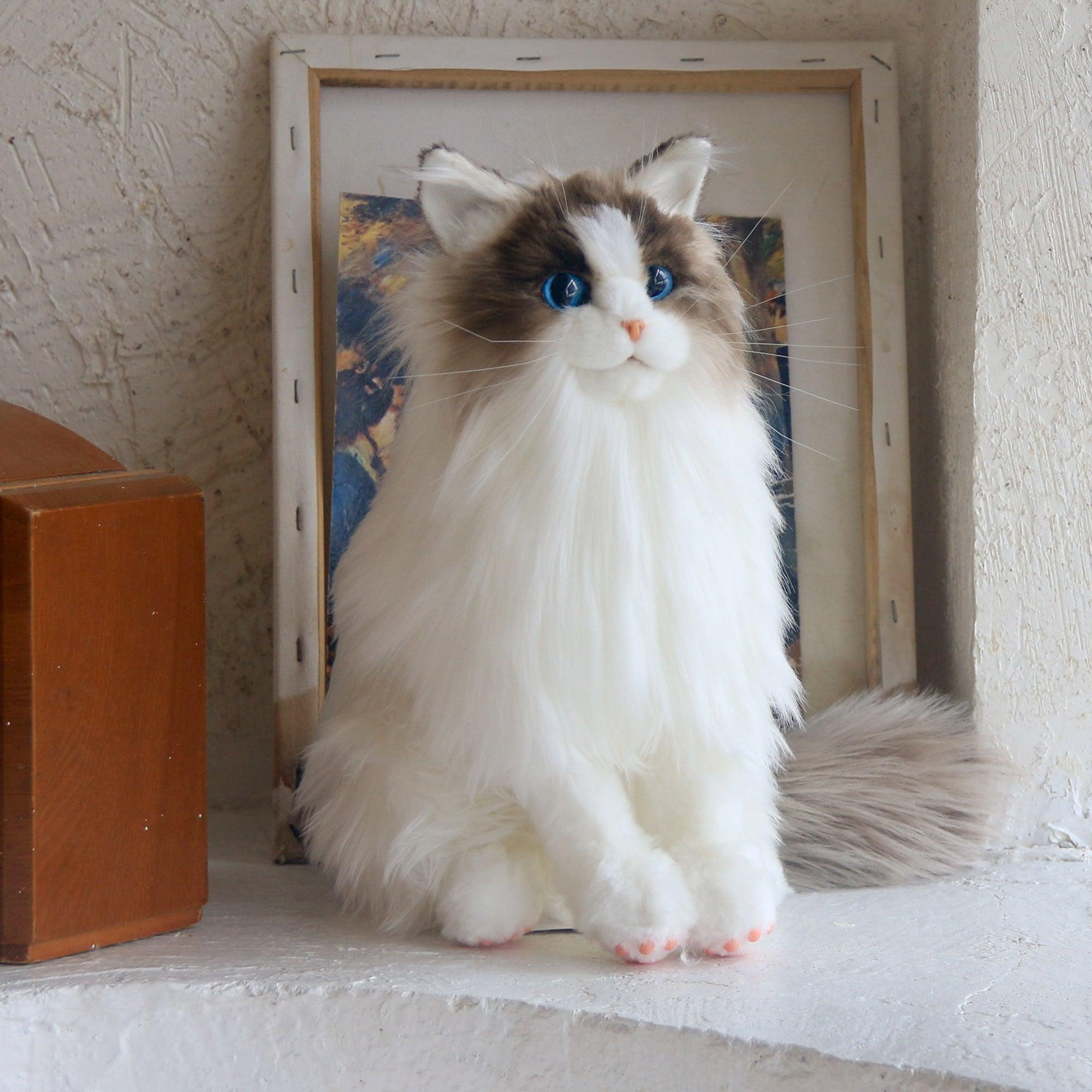 Sitting Ragdoll Cat