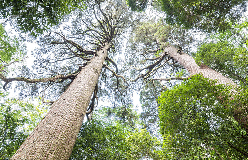 Cedarwood - Virginia - Essential Oil