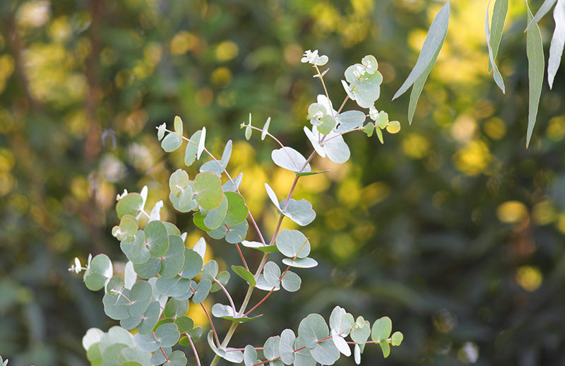 Eucalyptus - China - Essential Oil