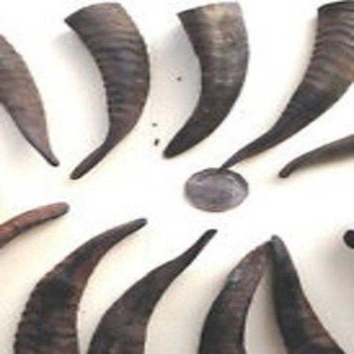 Goat Horn Dog Chew